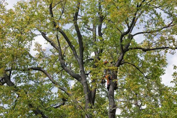 Best Tree Maintenance Programs  in Cherokee, IA